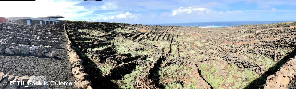 EFTH na rota dos vinhos do Pico e da Madeira – Imagem 1