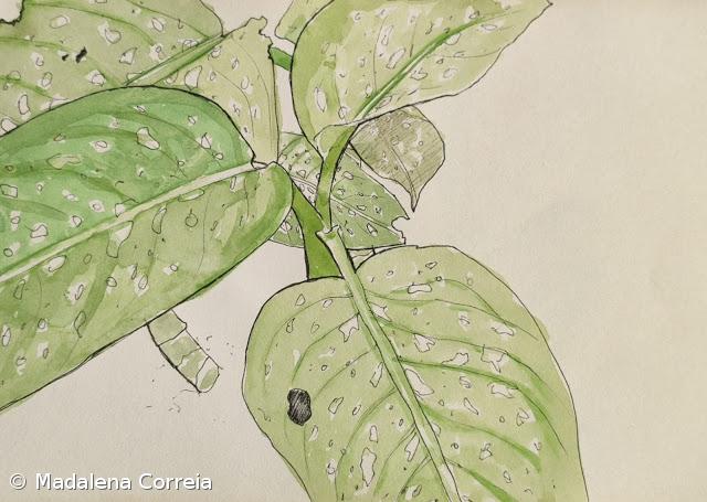 Flor n°4  – Imagem 1