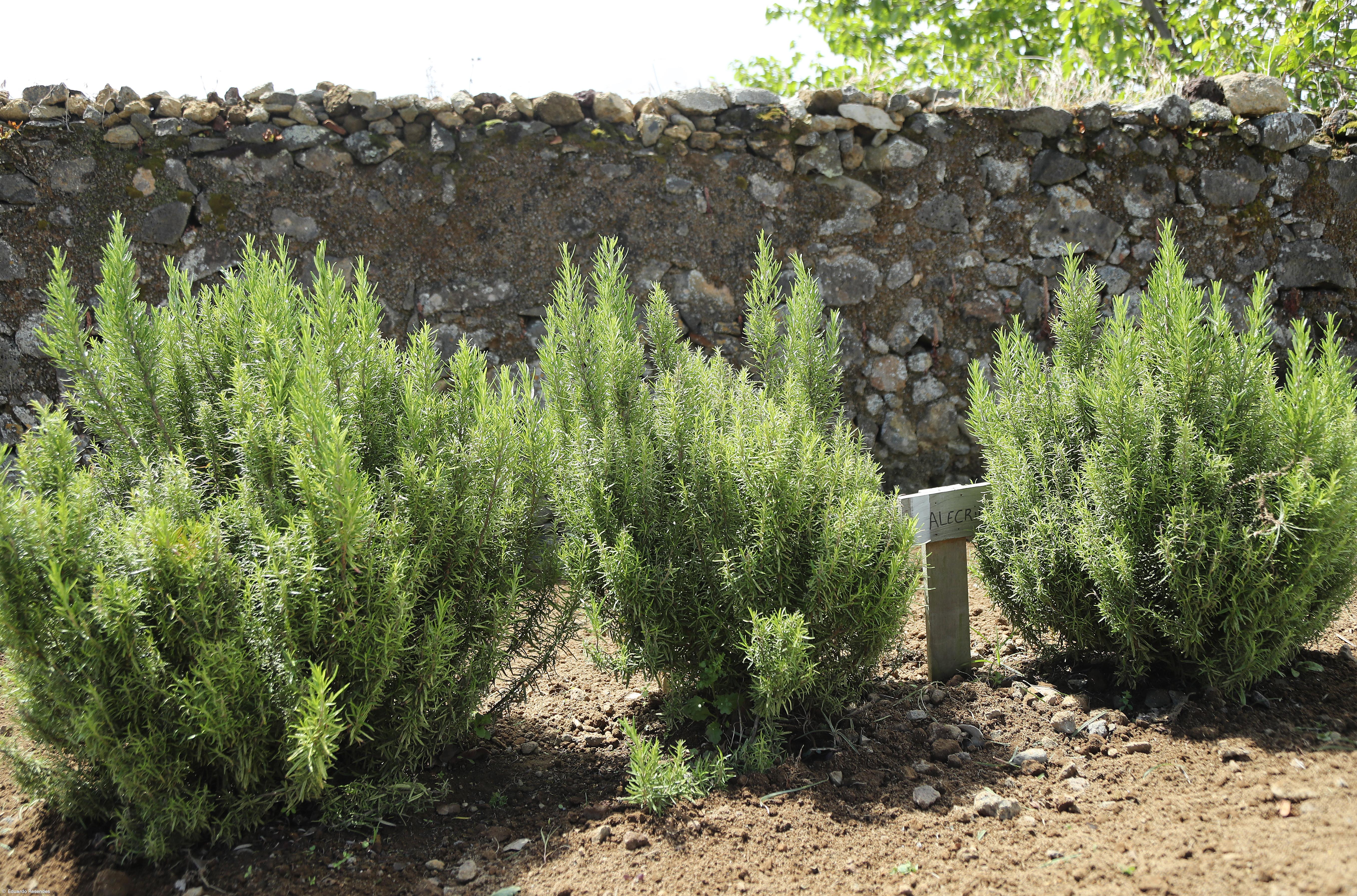 Projeto reergue vidas a partir do trabalho na terra – Imagem 6