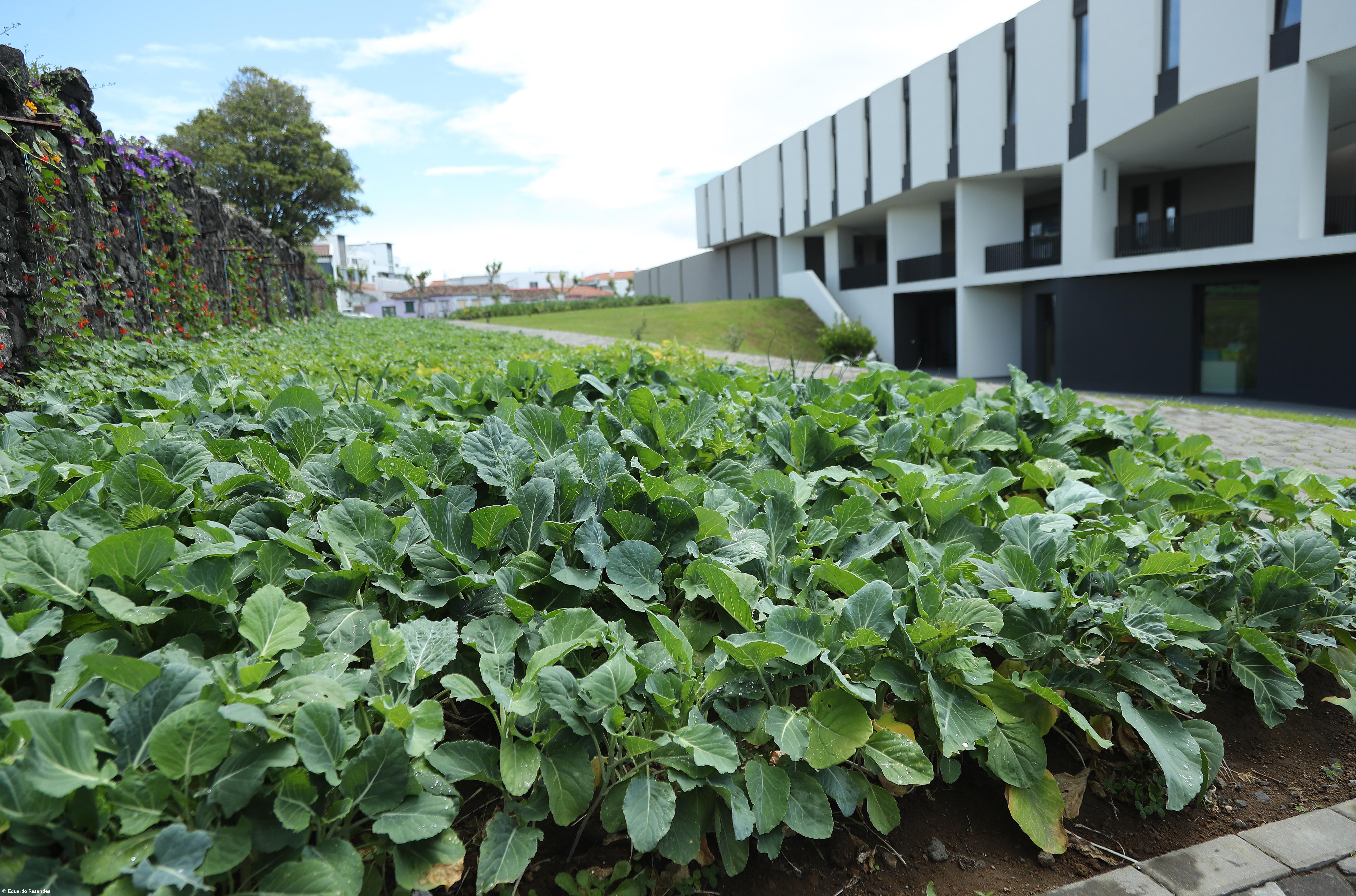 Projeto reergue vidas a partir do trabalho na terra – Imagem 4