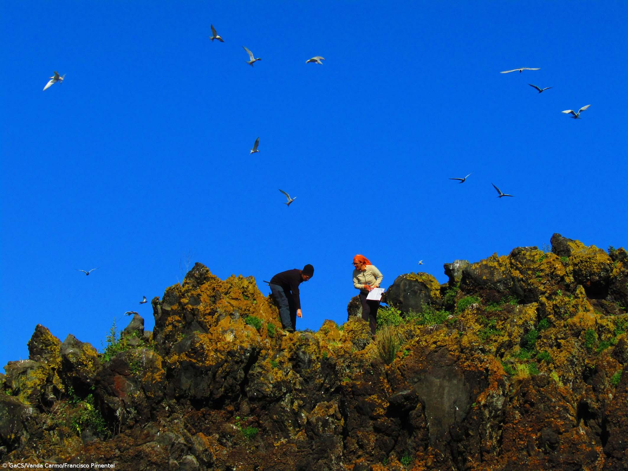 Censo de Garajaus conclui presença de 7.950 aves nidificantes nos Açores – Imagem 1