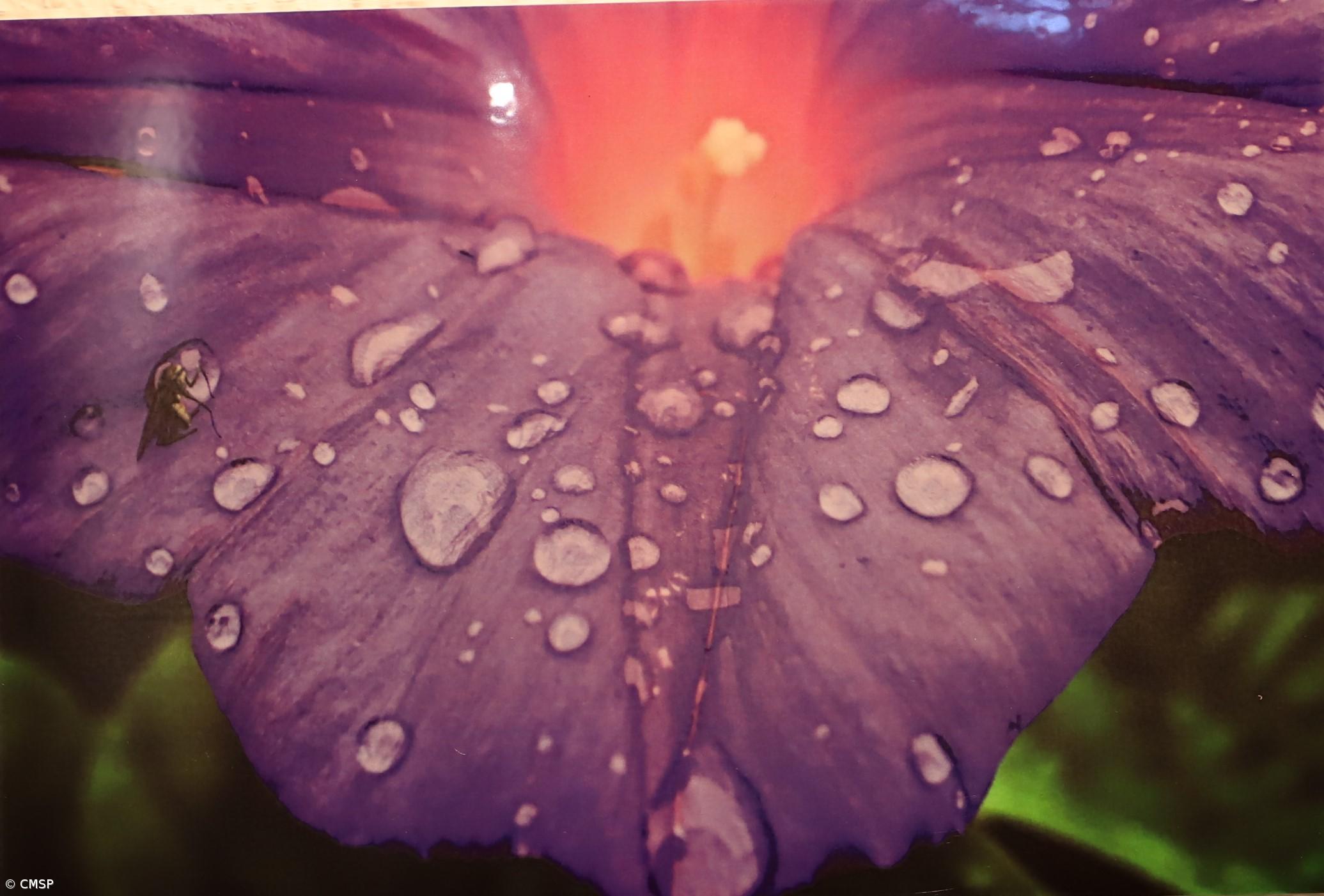 Exposição ‘Mistérios da Ilha’ na ilha do Pico – Imagem 1