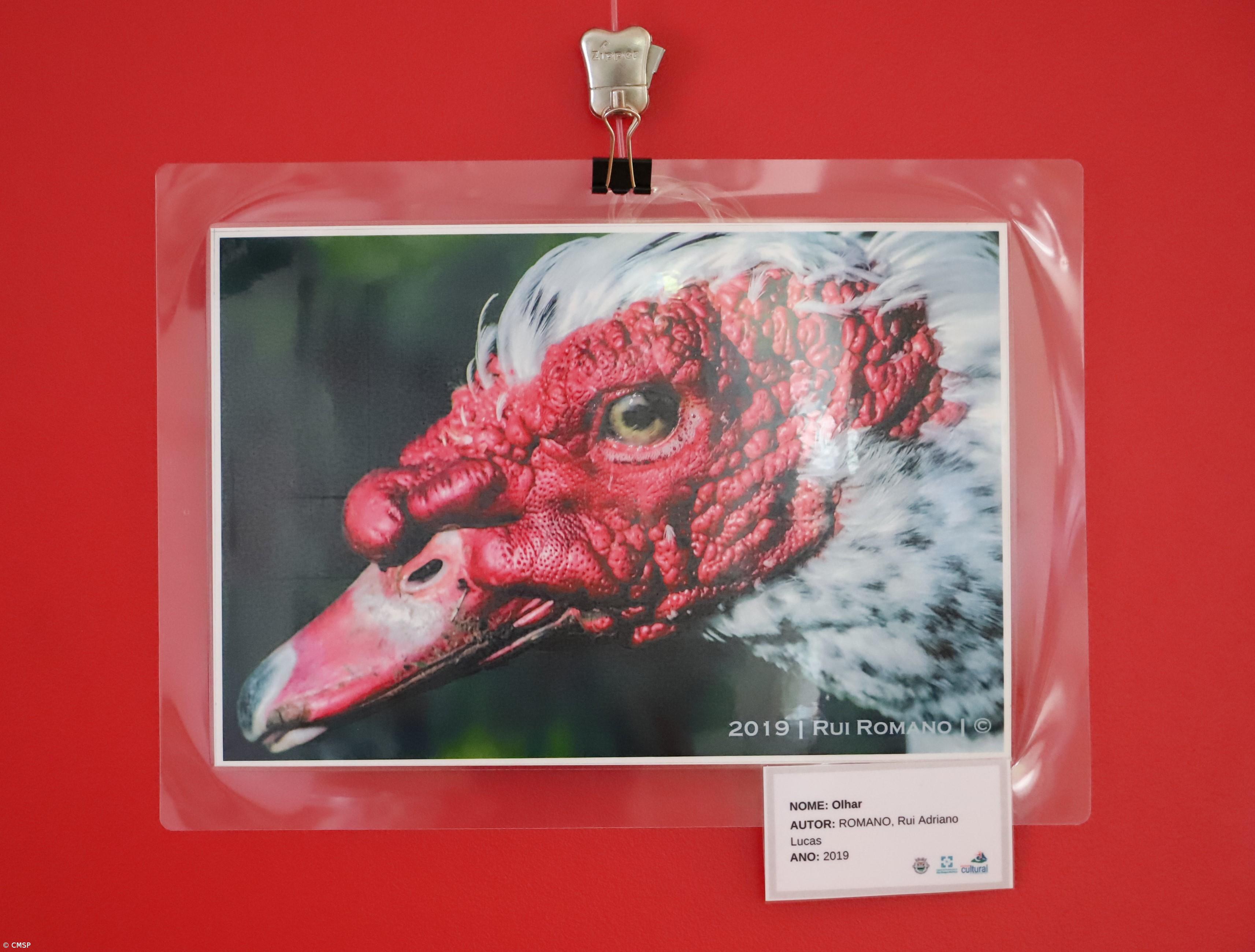 Exposição ‘Mistérios da Ilha’ na ilha do Pico – Imagem 2