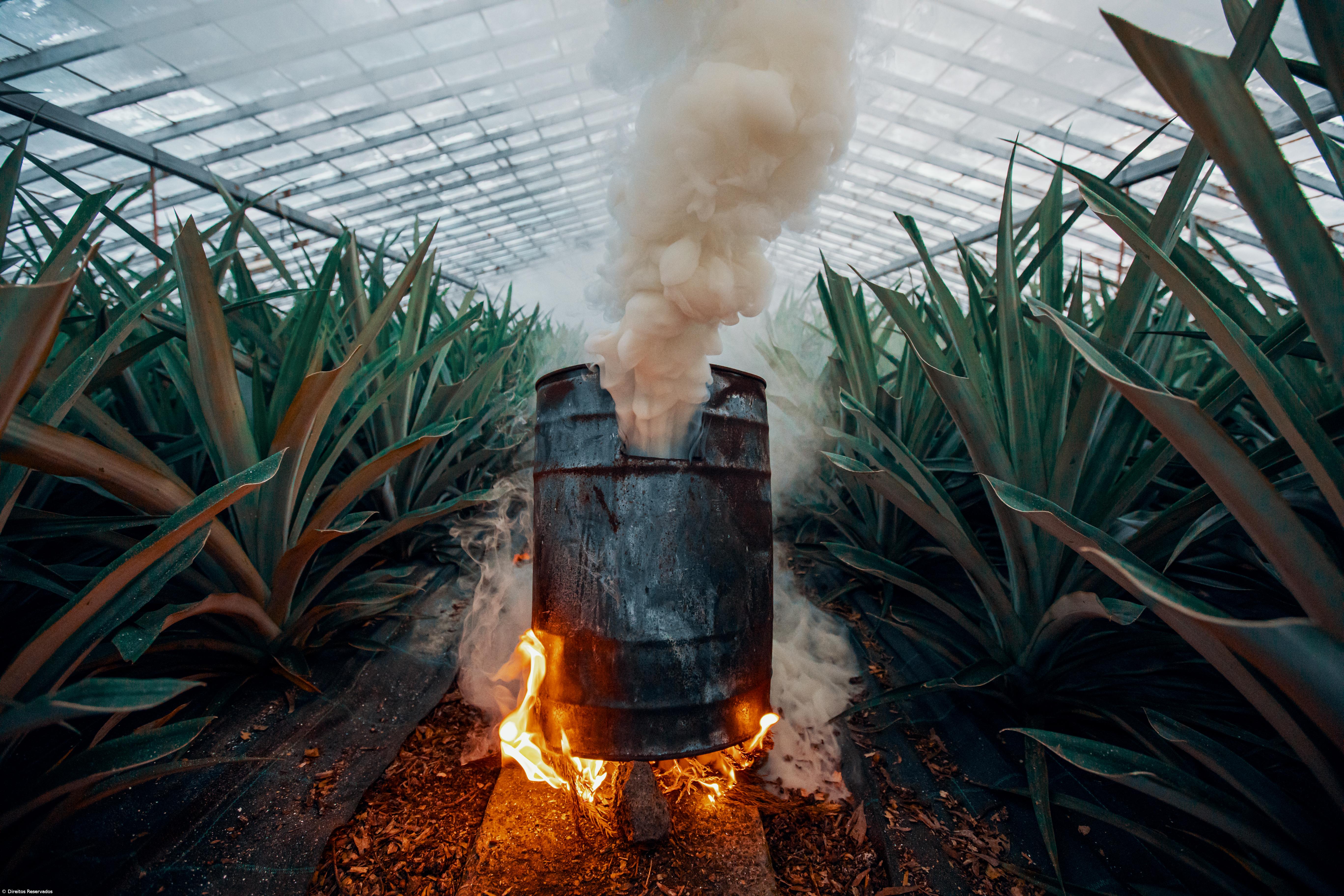 Ananás não deixou de se vender mas preço caiu 50% – Imagem 3