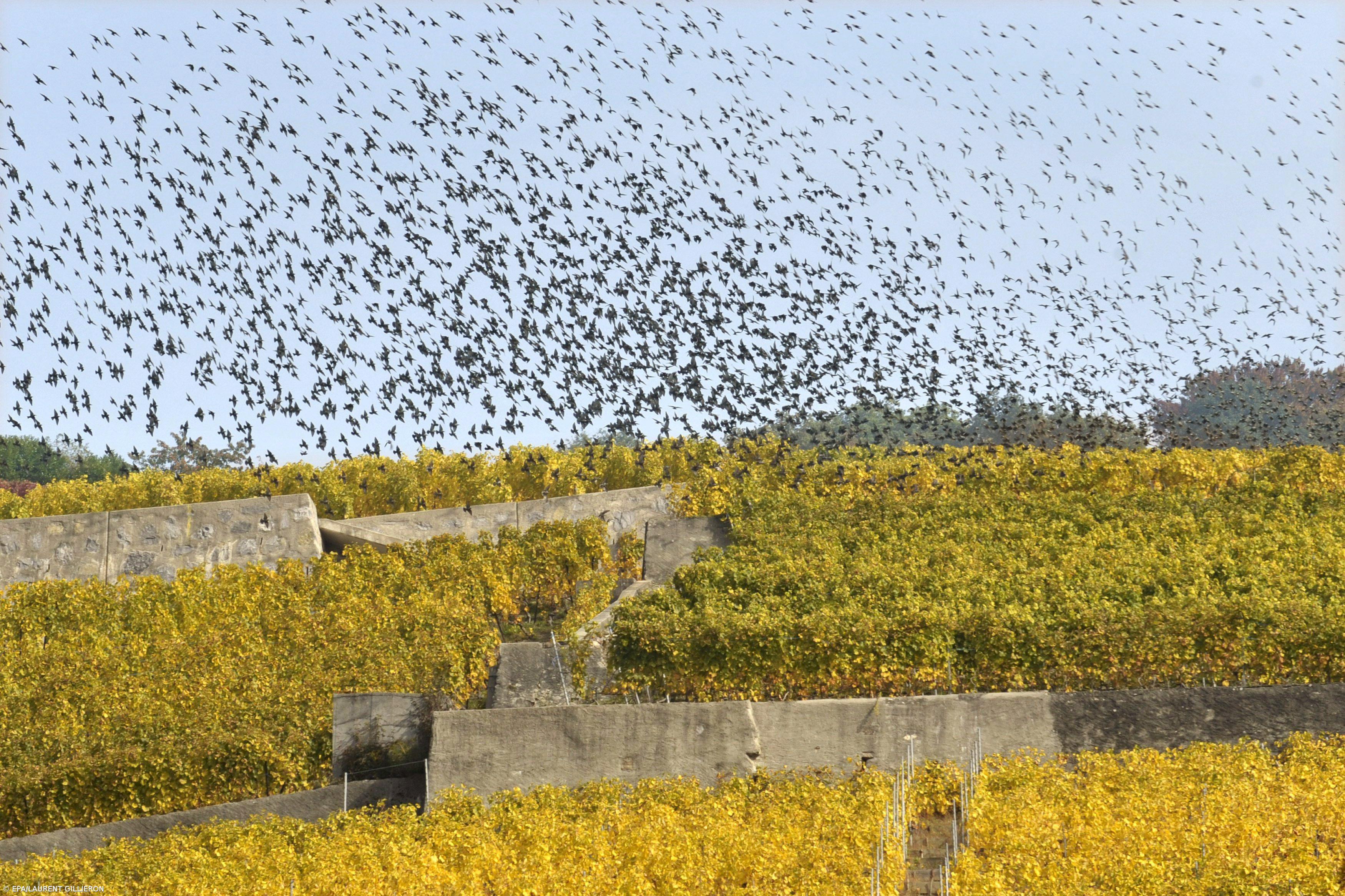 Estudo revela que as aves envelhecem mais rápido na cidade do que no campo – Imagem 1