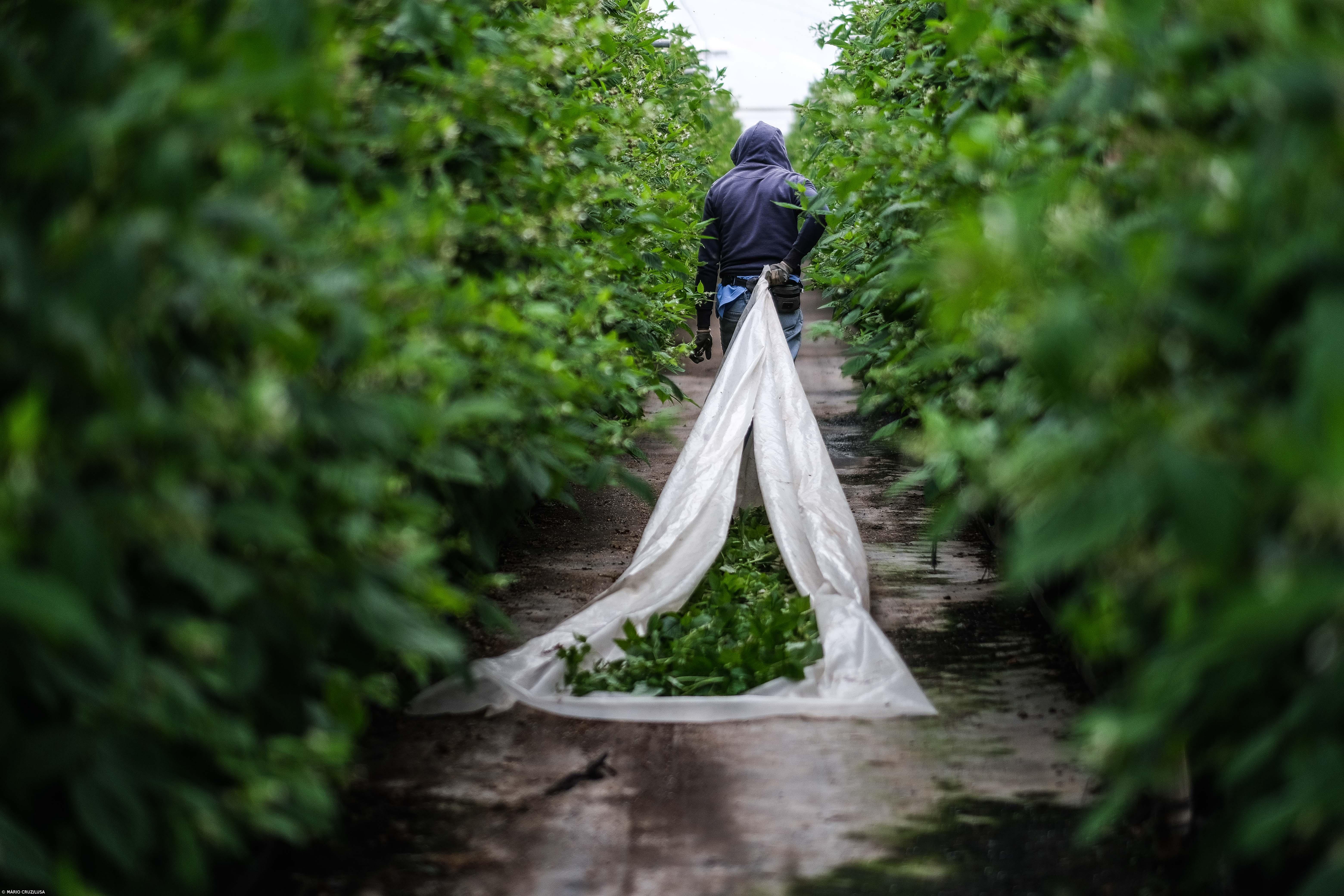 Estudo aponta imigrantes como fundamentais para sucesso agrícola no sudoeste alentejano – Imagem 1