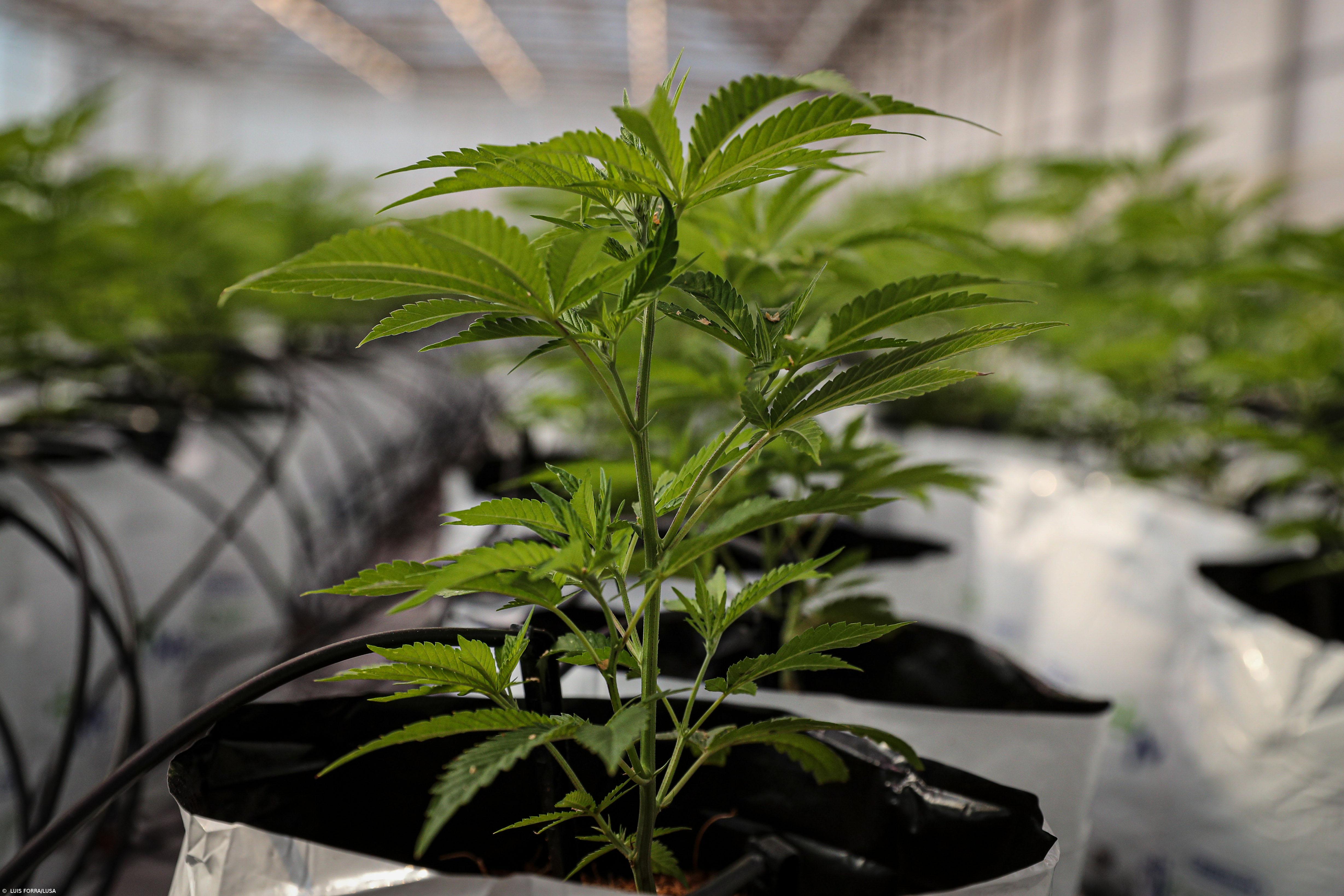 Empresa quer produzir 20 toneladas de canábis para fins medicinais por ano no Algarve  – Imagem 1