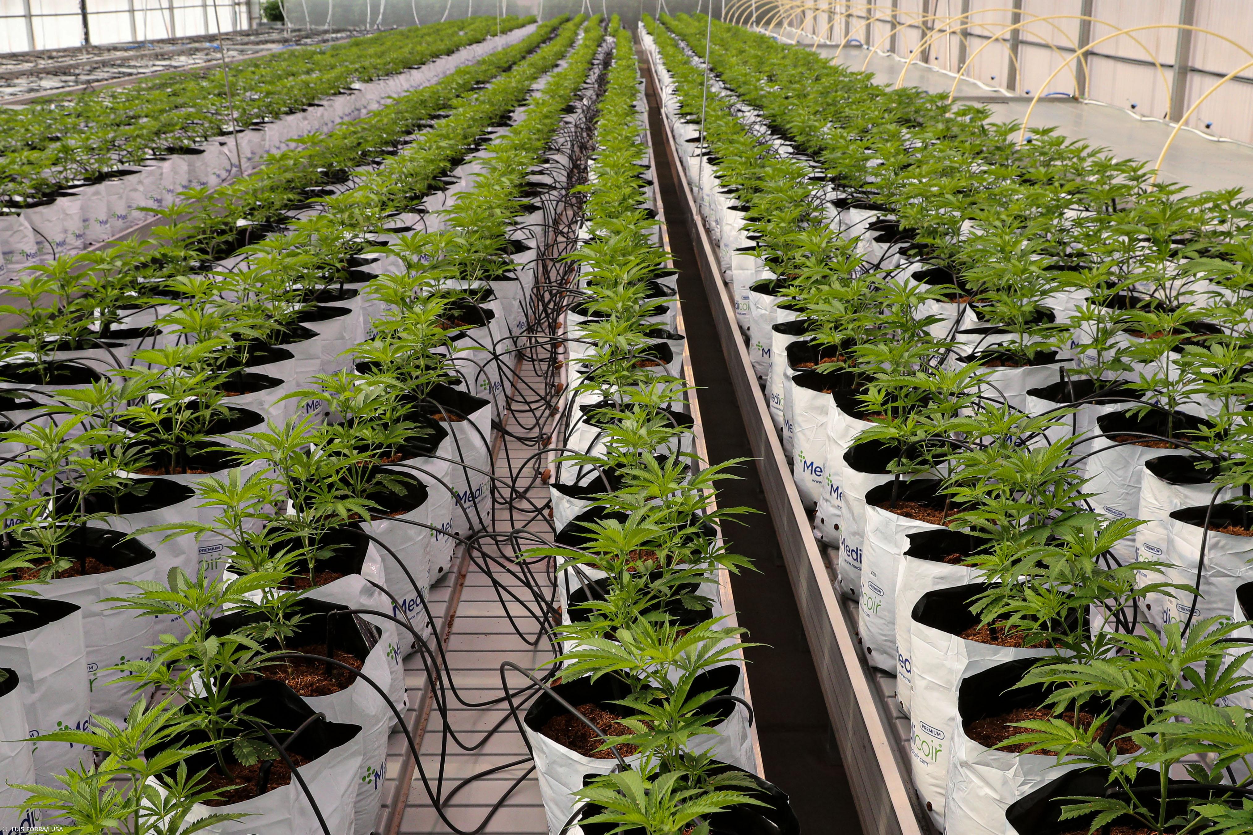 Empresa quer produzir 20 toneladas de canábis para fins medicinais por ano no Algarve  – Imagem 2