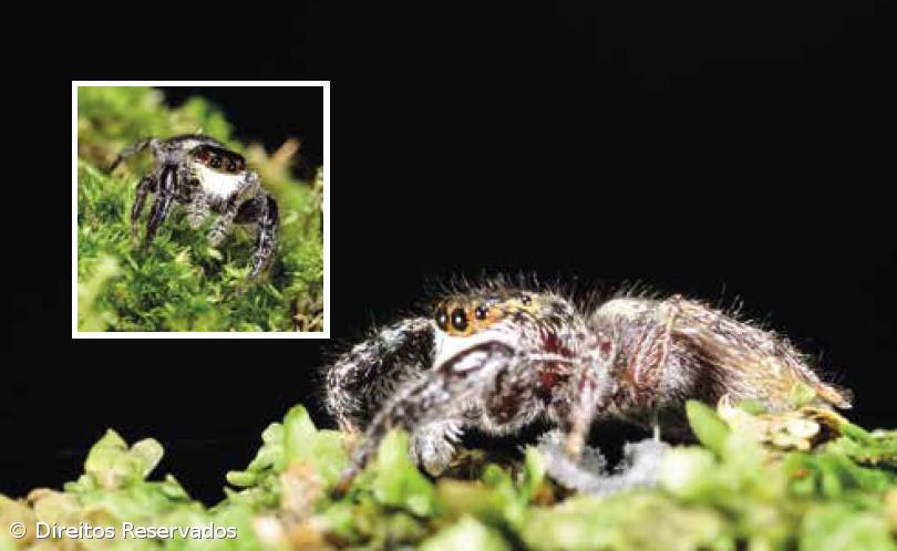 Fauna terrestre dos Açores dada a conhecer em guia – Imagem 1