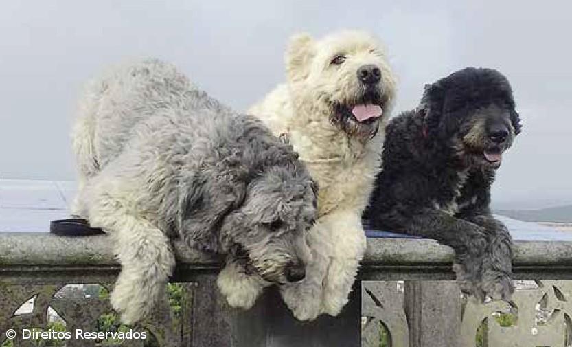 Fauna terrestre dos Açores dada a conhecer em guia – Imagem 2