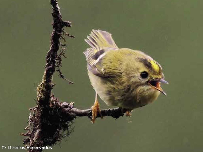 Fauna terrestre dos Açores dada a conhecer em guia – Imagem 3