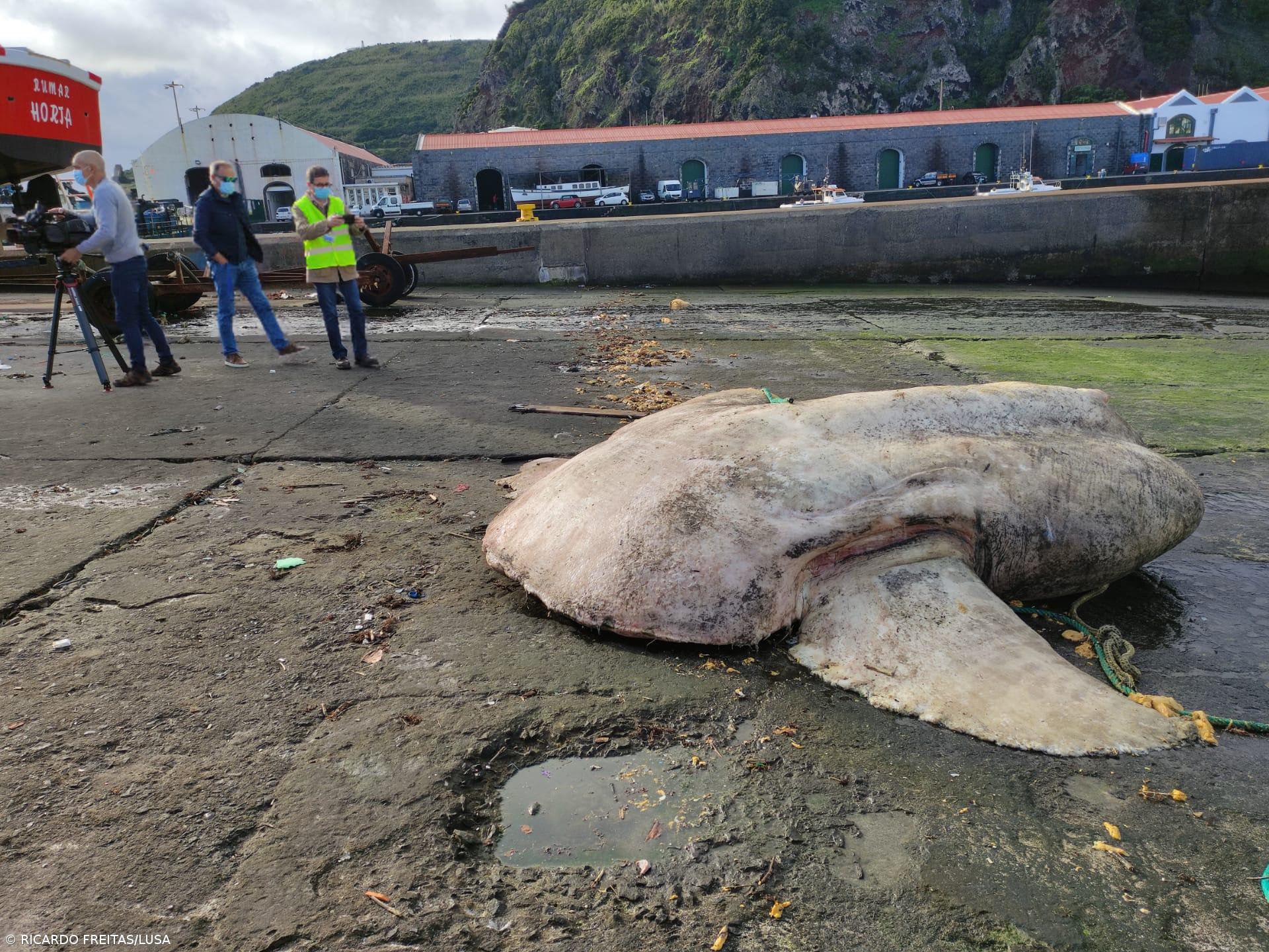 Peixe-lua com quase 3 toneladas encontrado morto junto a porto da Horta – Imagem 1