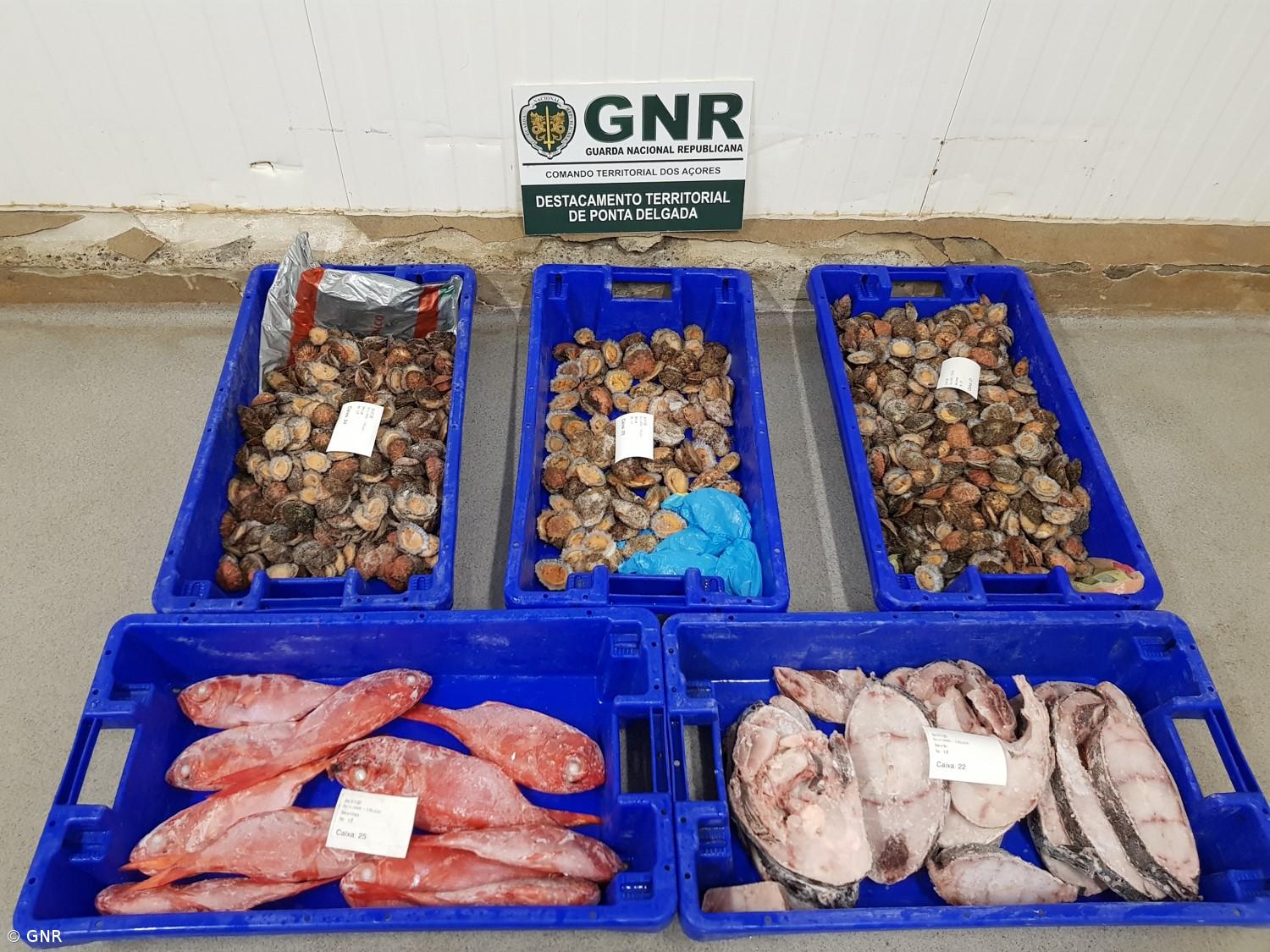 Apreensão de 37 quilos de pescado em São Miguel – Imagem 1