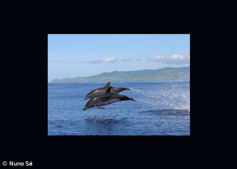 Golfinhos reconhecem-se após vinte anos de separação – Imagem 1