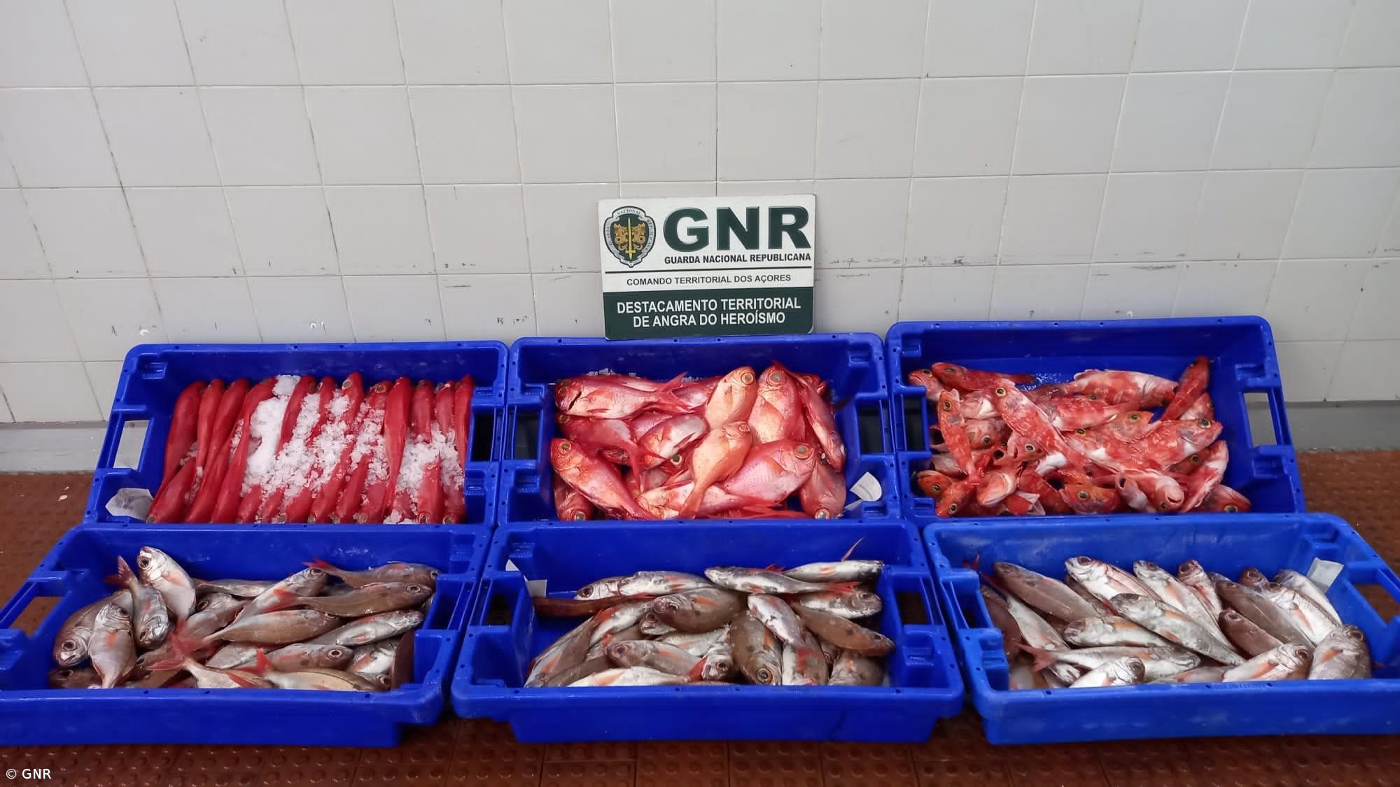 GNR apreende 66 quilos de pescado subdimensionado na Terceira – Imagem 1