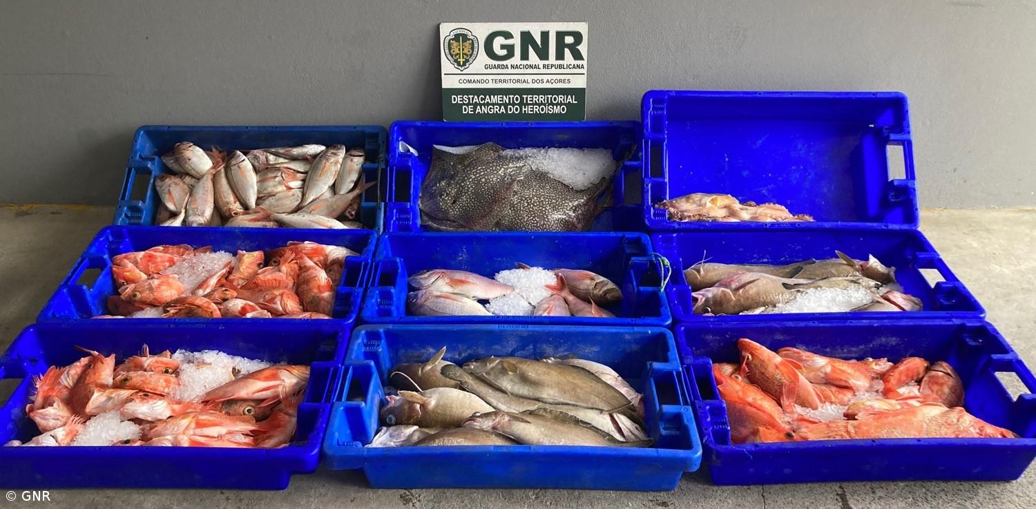 Apreendidos 680 quilos de pescado capturado ilegalmente nos Açores – Imagem 1