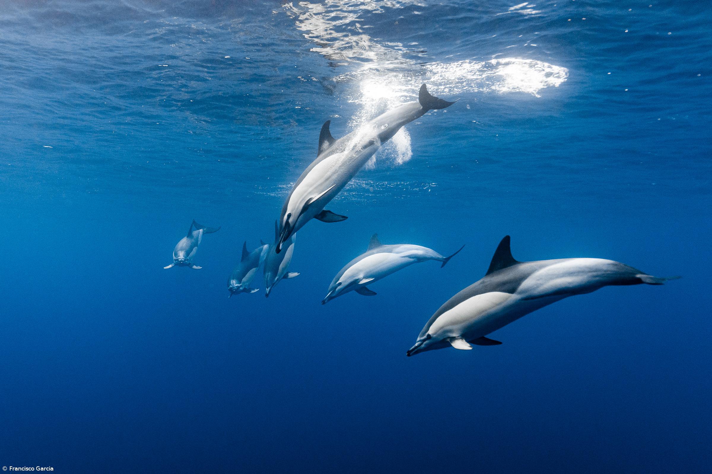 PAN quer fim dos espetáculos com golfinhos e colocação dos animais em santuários marinhos – Imagem 1