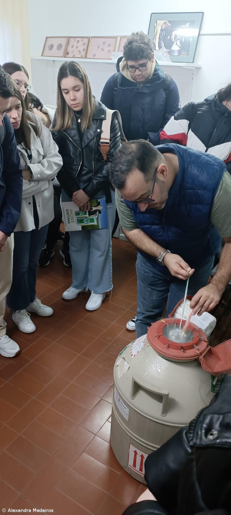 A Seleção Artificial dos bovinos nos Açores – Imagem 1