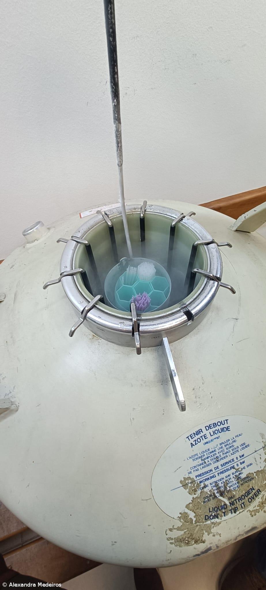 A Seleção Artificial dos bovinos nos Açores – Imagem 2