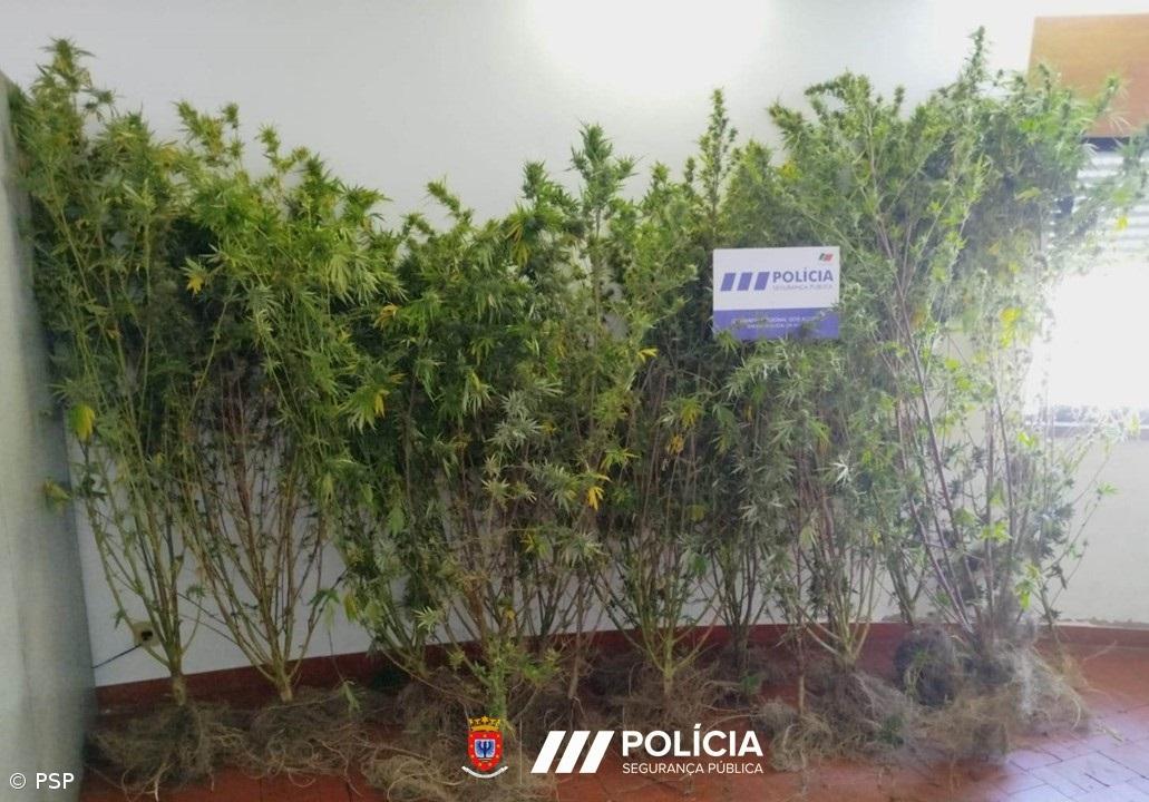 Homem detido no Pico por suspeita de tráfico de estupefacientes  – Imagem 1