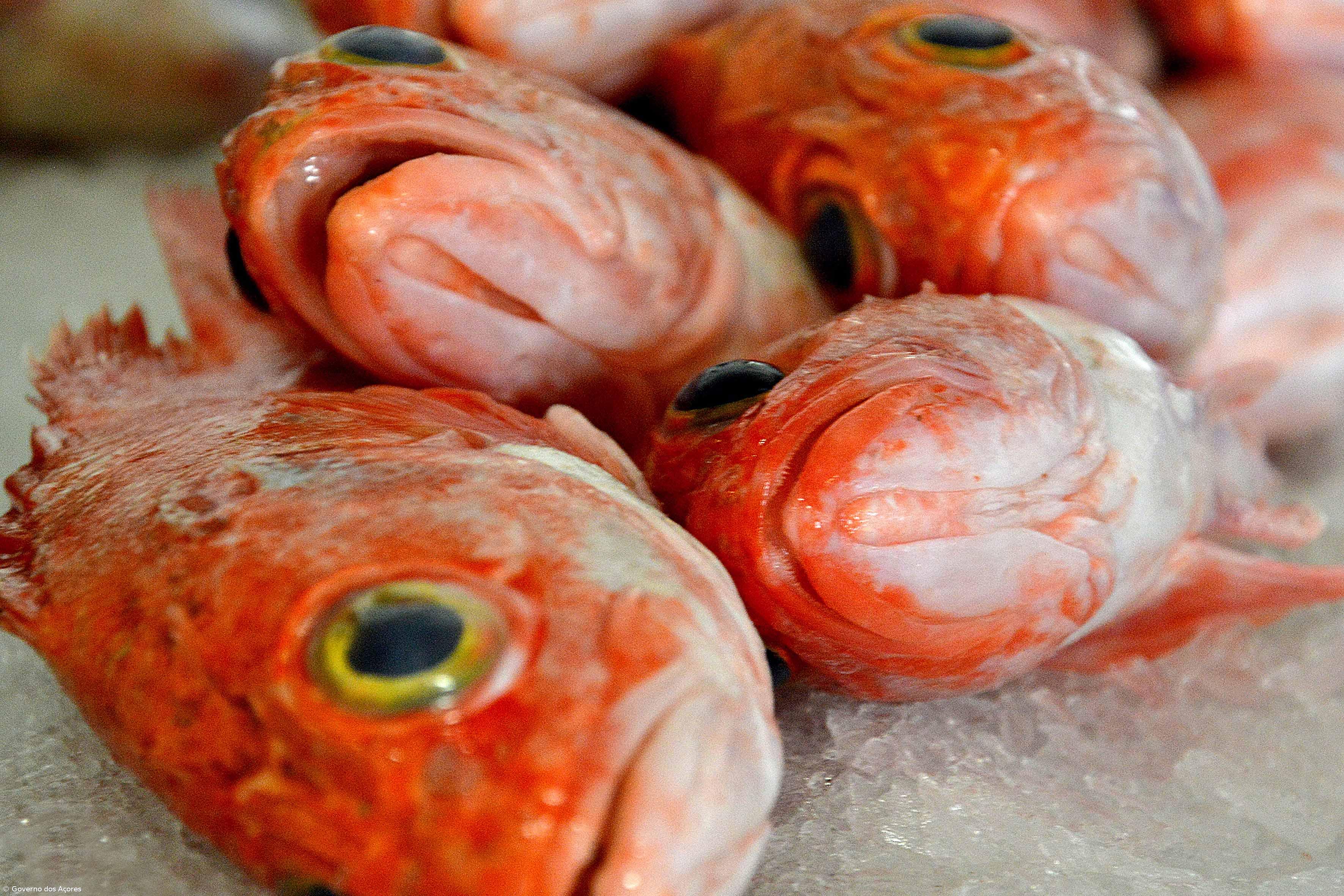 Açores anunciam redução dos limites máximos da captura do peixe imperador – Imagem 1