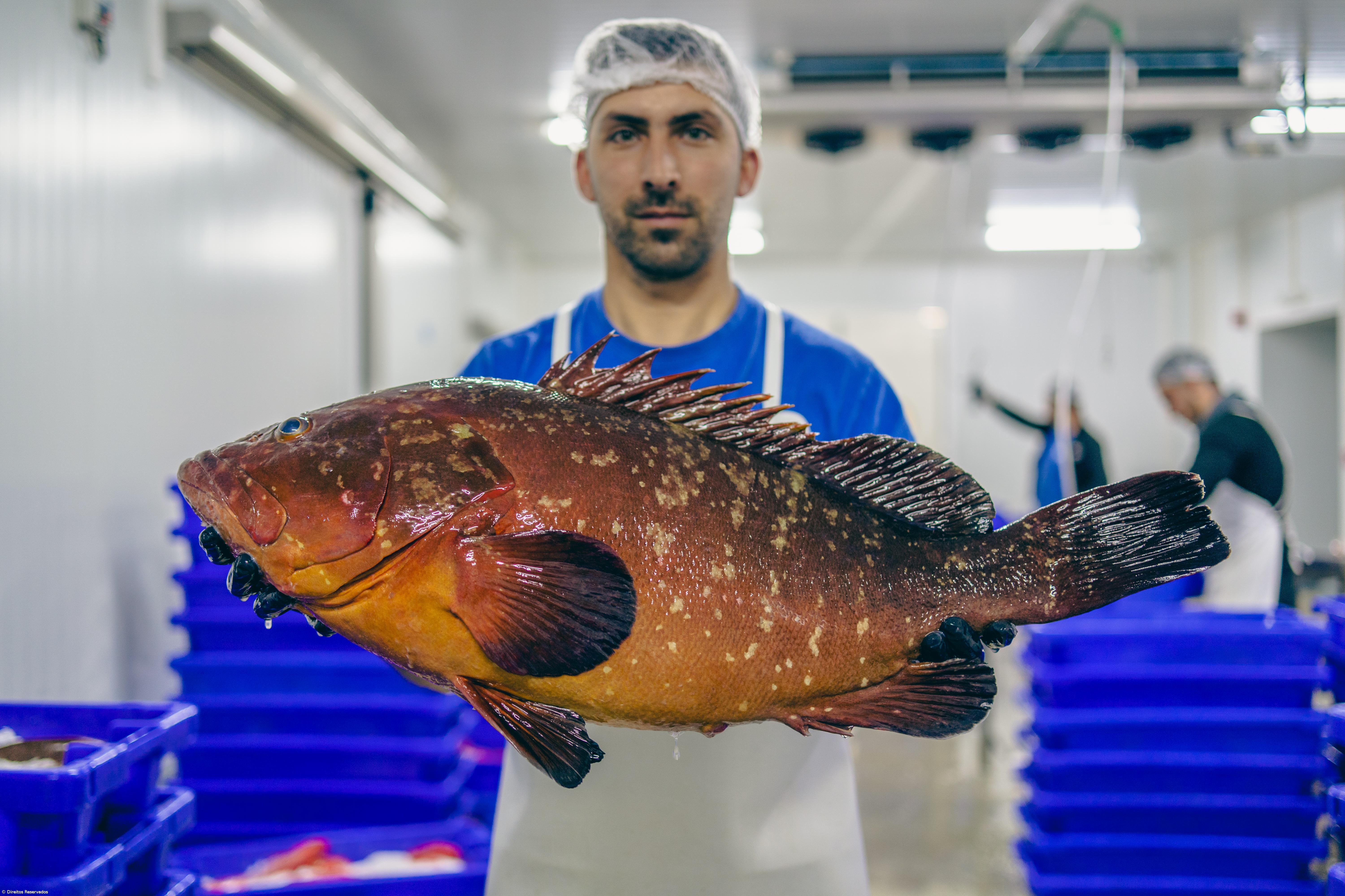 Por açorianos mares diariamente navegados – Imagem 3