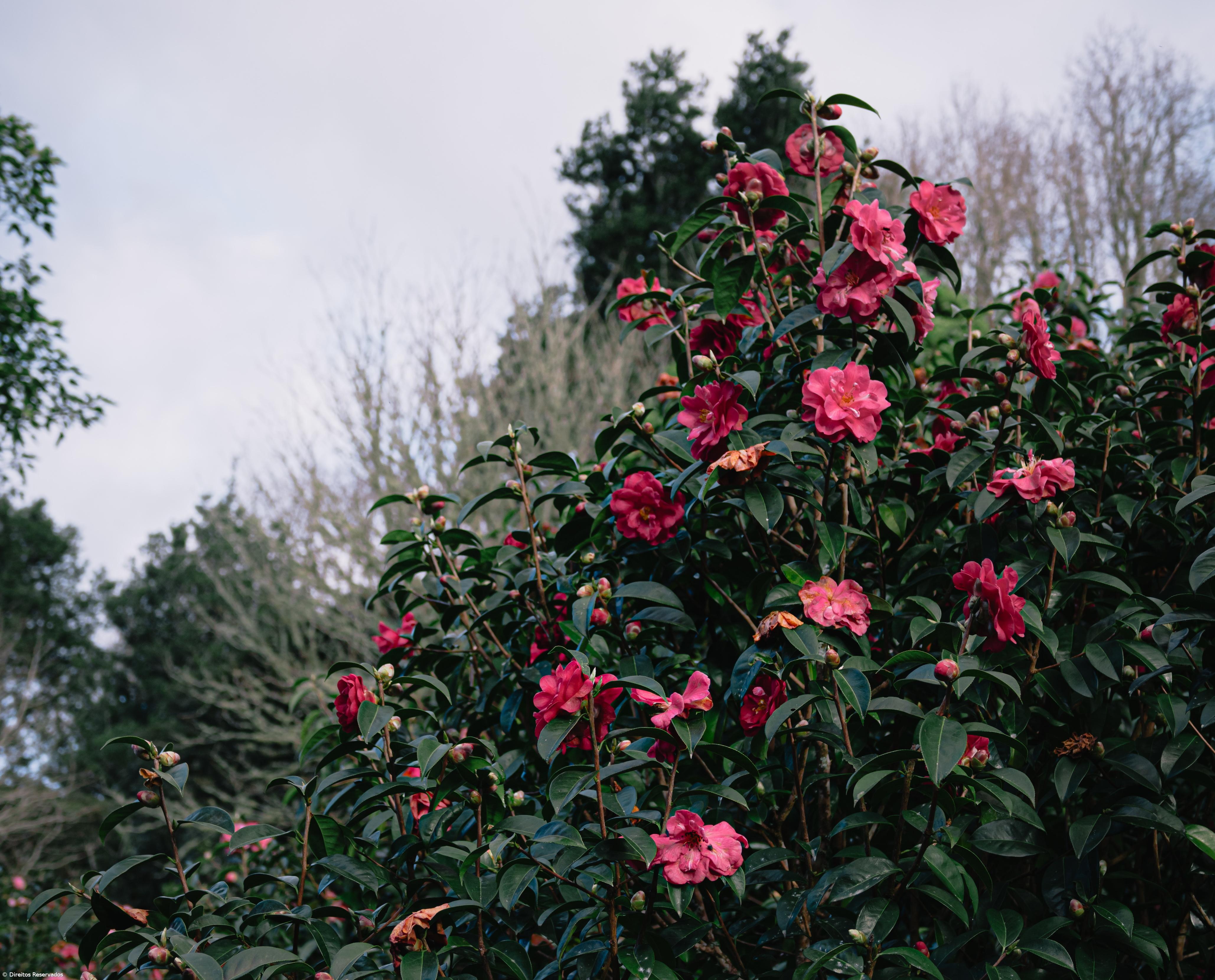 Terra Nostra renova título de Internacional Camellia Garden of Excellence – Imagem 1