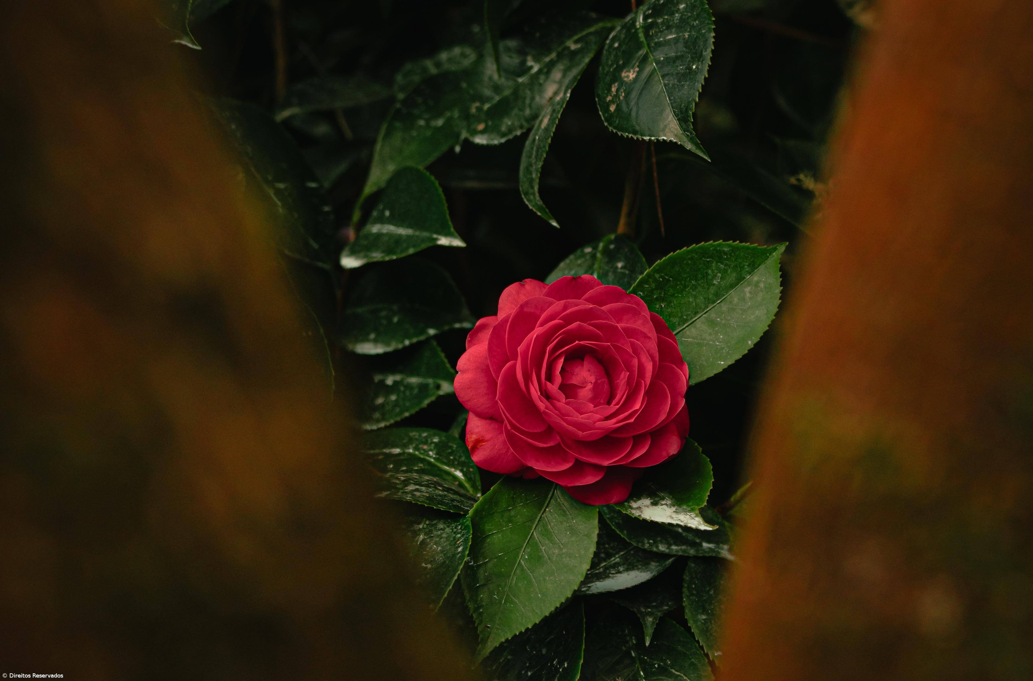 Terra Nostra renova título de Internacional Camellia Garden of Excellence – Imagem 2