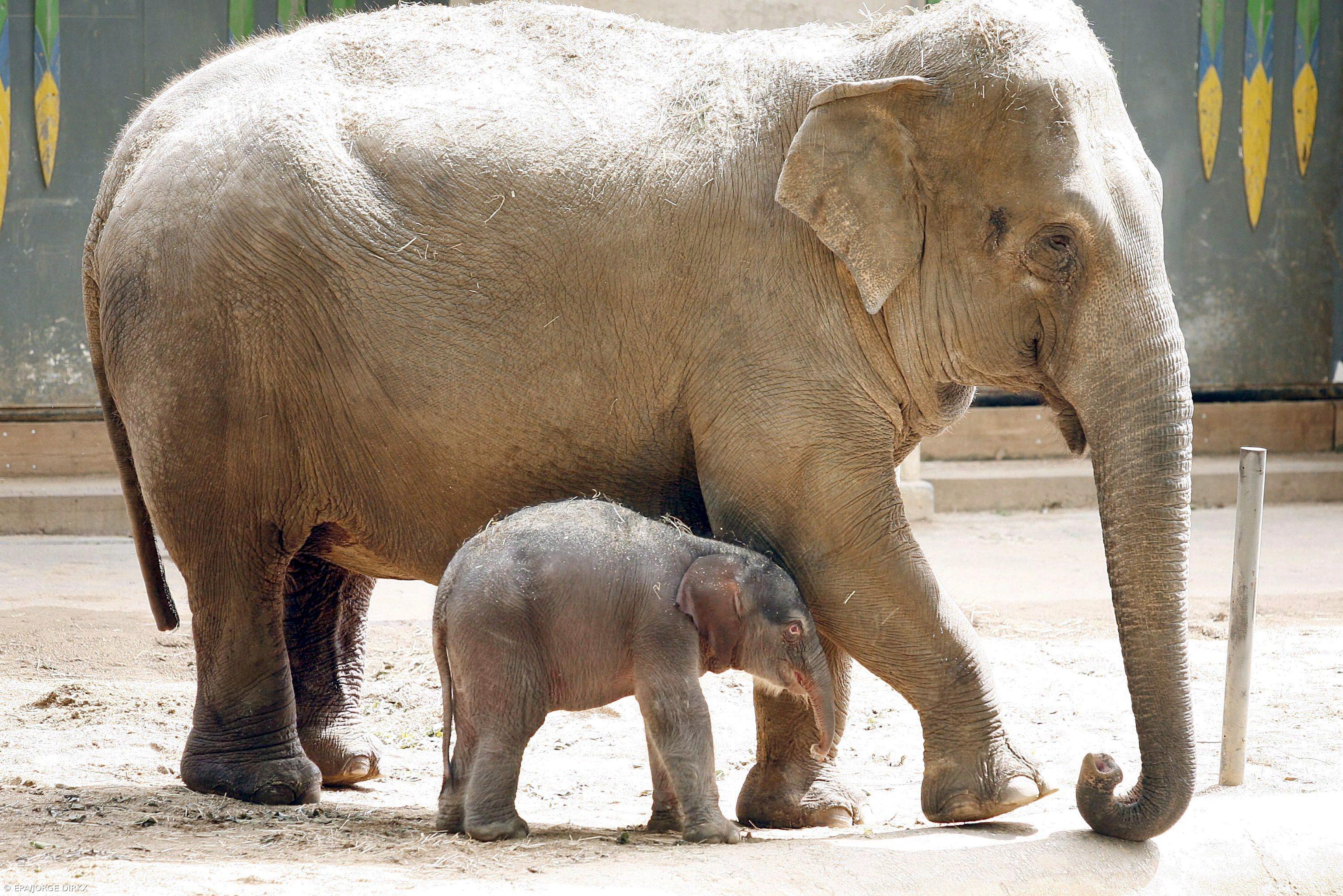 África pode perder 20% dos seus elefantes numa década devido à caça ilegal – Imagem 1