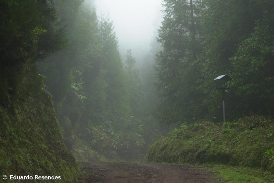 Recuperação de 350 hectares da laurissilva dos Açores estabilizou população do priolo – Imagem 1