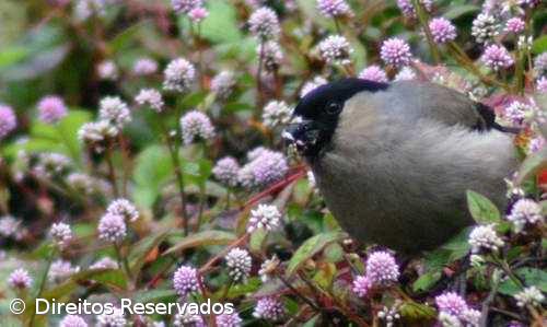 Campanha mundial para salvar priolo angariou metade do valor pretendido – Imagem 1