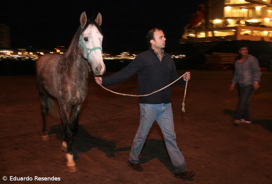 "Titan" retém cavalos que resgatou – Imagem 1