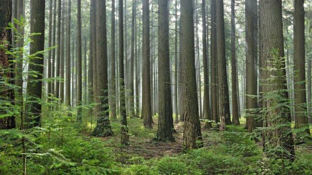 Florestas ontem e hoje: o Pinhal de D. Dinis